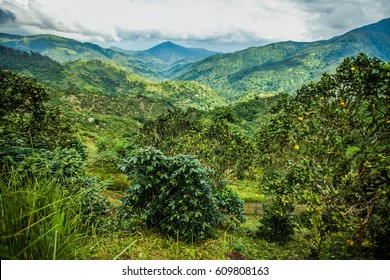 Blue Mountains