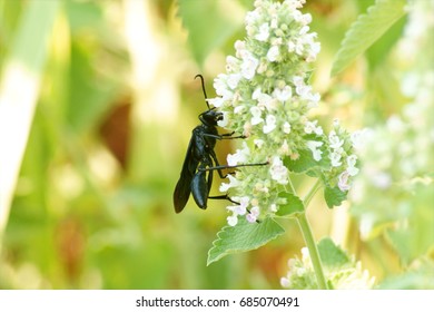 96 Blue mud dauber Images, Stock Photos & Vectors | Shutterstock