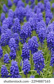 Blue muscari (Muscari botryoides) early spring flowers - photo with local focus