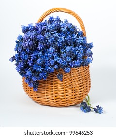 Blue Muscari Flower In Basket