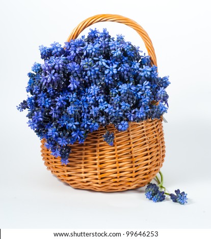 Blue muscari flower in basket