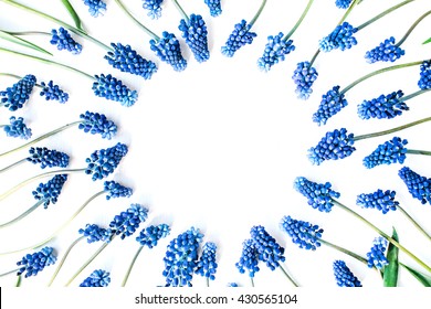 blue muscari flower isolated on white background. flat lay, top view – Ảnh có sẵn