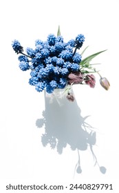 Blue muscari flowers on a plain background. Grape hyacinth in a vase. Bright light, hard shadows.