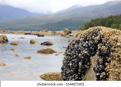 Blue Mussel Juneau Alaska August 2019