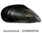 blue mussel (Mytilus edulis) from the Dutch North Sea coast isolated on white background
