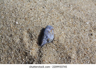 Blue Mussel In The Sand