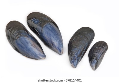 Blue Mussel Shell