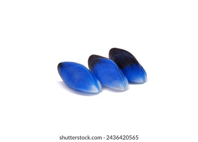 Blue mussels isolated on white background. Beautiful Thai Blue Mussels seashell (Septifer bilocularis) extremely rare sea shell from Phuket Thailand