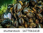 Blue Mussels underwater, filtering water for feeding in the St. Lawrence River in Canada