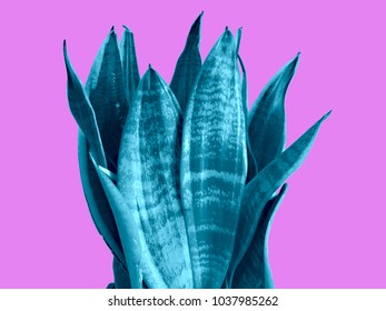 Blue Neon Sansevieria Trifasciata Snake Plant Stock Photo 1037985262