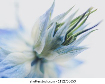 Blue Nigella Flower 