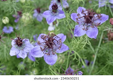 Blue Nigella papillosa, love in the mist, 'Midnight' in flower.