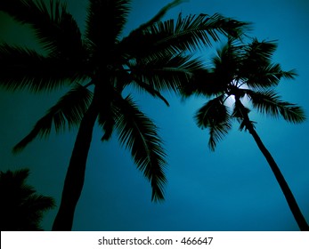 1,804 Moon light on beach palm trees Images, Stock Photos & Vectors ...