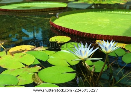Blue Nile Waterlily blooms near the fronds of a Giant Amazon Waterlily