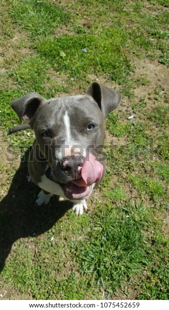 blue tongue pitbull