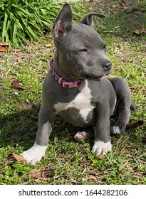 Pitbull Puppy High Res Stock Images Shutterstock