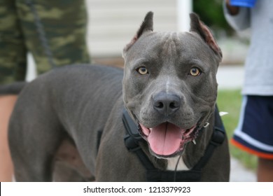 Blue Nose Pitt Bull Dog 