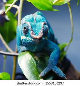 Blue Nosy Be Panther Chameleon