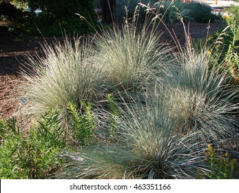 Blue Oat Grass - Helictotrichon Sempervirens