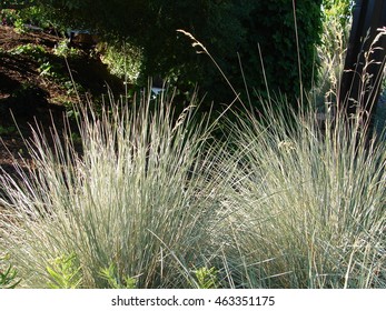 Blue Oat Grass - Helictotrichon Sempervirens