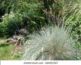 Blue Oat Grass - Helictotrichon Sempervirens