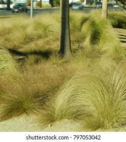 Blue Oat Grass Helictotrichon Sempervirens And Palm Tree Next To The Road In Las Vegas