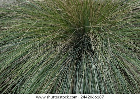 Blue oat grass or Helictotrichon sempervirens, a bunchgrass often used as an ornamental grass in garden design