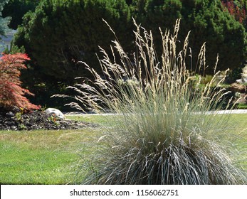 Blue Oat Grass, Helictotricon Sempervirens, Ornamental Grass