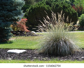 Blue Oat Grass, Helictotricon Sempervirens, Ornamental Grass