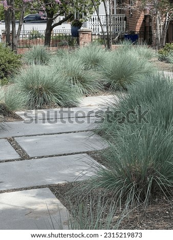 Blue Oat Grass, ornamental grasses, in a xeriscape garden with pavers, blue grasses