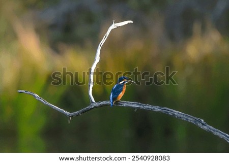 a blue and orange kingfisher on a branch at the Teich ornithological reserve on the Bay of Arcachon in France
