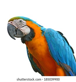 Macaw Parrot Preening White 图片 库存照片和矢量图 Shutterstock Macaw Parrot Preening White 图片 库存照片和矢量图 Shutterstock
