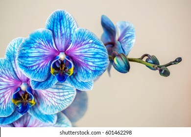 Blue orchid. Brunch of orchid with the blue flowers