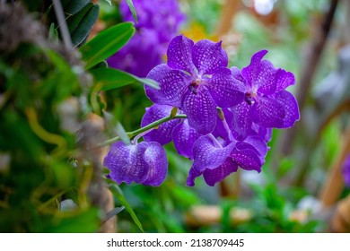 Blue Orchid Bush In The Garden