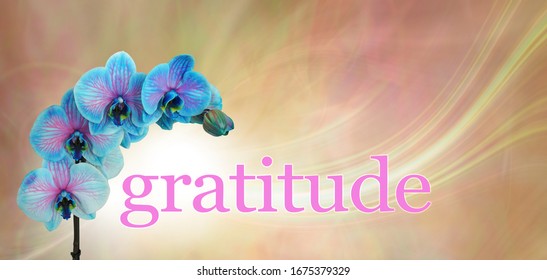 Blue Orchid Floral Gratitude Message  Banner - blue and pink orchid flower heads arcing over the word GRATITUDE on a peach  and pink background with copy space above
