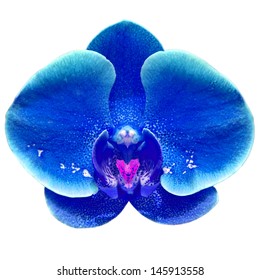 Blue Orchid Flower Close-up Isolated On White