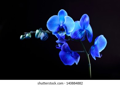 9,081 Blue orchid black background Images, Stock Photos & Vectors ...