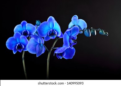 Blue Orchid Flower On Black  Background