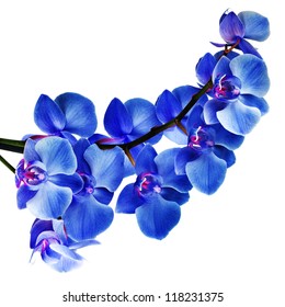 Blue Orchid Isolated On White Background