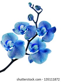 Blue Orchid Isolated On White Background