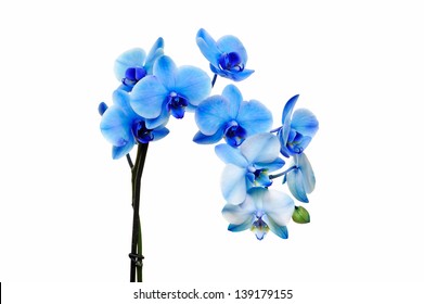 Blue orchid isolated on white