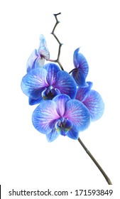 Blue Orchid Isolated On White Background 