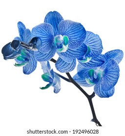 Blue orchid isolated on white background 