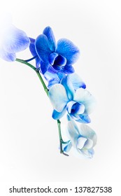 A blue Orchid isolated in the studio on a white background.