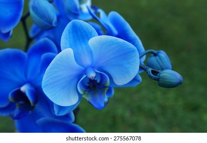 Blue orchid on lawn background