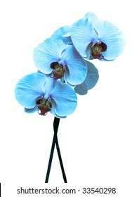 blue orchid on white background