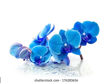 Blue orchid with reflection in water on white background
