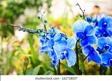 Blue orchids in the flower shop / de-focused flower background