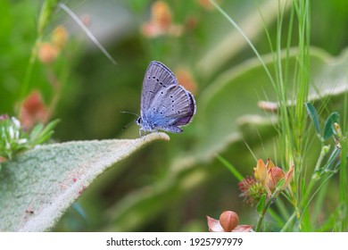 Blue Osiris Butterfly - Cupido Osiris