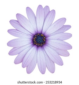 Download Purple Daisy Hd Stock Images Shutterstock